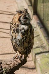 CORUJA DE ORELHA - ASIO CLAMATOR - STRIPED OWL