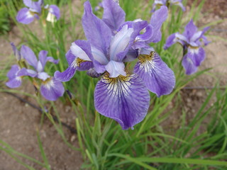 Iris sibirica (Iris siberiana)
