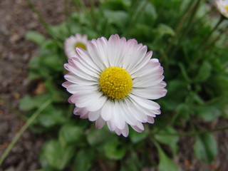 Pratolina (Bellis perennis) © ziopoldaccio