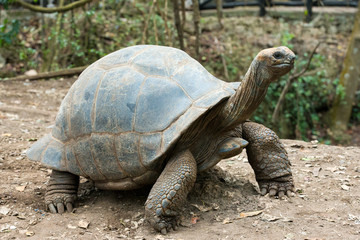 Fototapeta premium Żółw Galapagos w rezerwacie przyrody