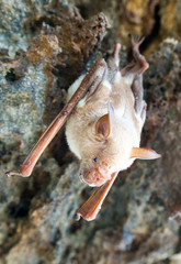 vampire bat are sleeping in the cave hanging on the ceiling period