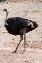 AVESTRUZ -  STRUTHIO CAMELUS 