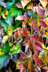 colorful ivy texture in the fall