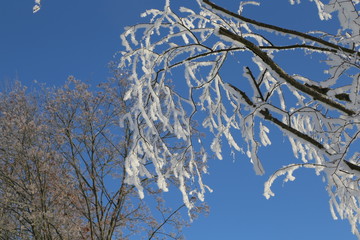 A frosty winter morning. Frost on the trees and bushes