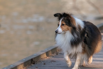 chien
