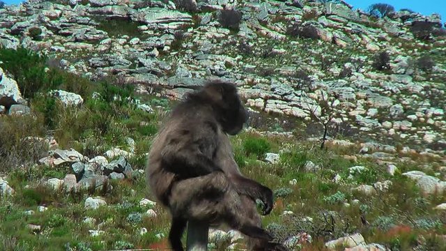 Baboon Sitting On A Pole In South Africa