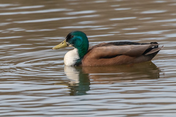 canard
