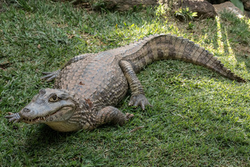 JACARETINGA - CAIMAN CROCODYLUS - SPECTACLED CAIMAN - ANIMAL  - 