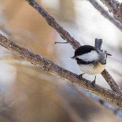 Backlit chickadee perched on a branch with food in its beak.