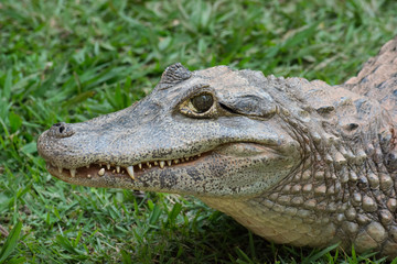 Obraz premium JACARETINGA - CAIMAN CROCODYLUS - SPECTACLED CAIMAN
