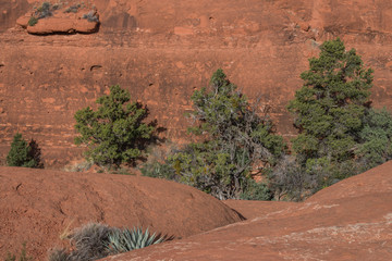 Detail of a red rock cliff with evergreens and other plants growing in front of it between the rocks.
