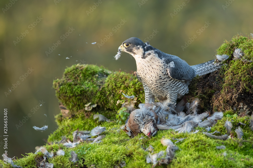 Poster a peregrine falcon with its prey. the image shows the bird looking to the right over a dead partridg