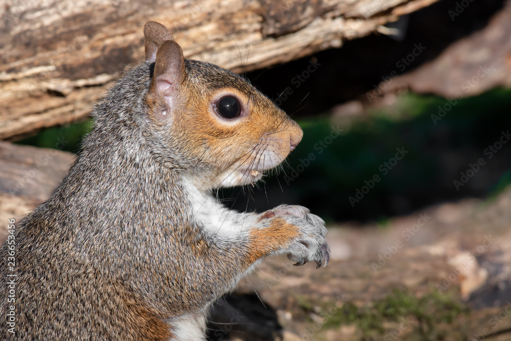 Aufkleber a very close half length profile portrait of a grey squirrel. it is staring intensely to the right.