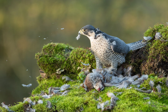 A peregrine falcon with its prey. The image shows the bird looking to the right over a dead partridge it has been plucking and eating - Powered by Adobe