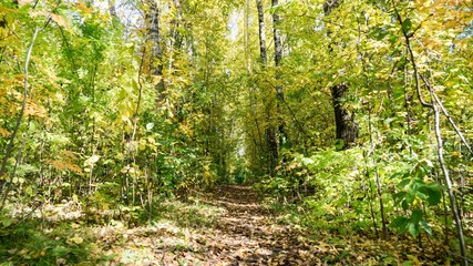 Bottom view of path in autumn forest, Tomsk, Siberia.