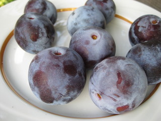  Ripe juicy plums lie on a white plate. Purple fruit with a natural whitish bloom, ripen in late summer or autumn.