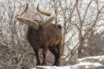Fototapeta premium Dagestan tour is a cloven-hoofed mammal from the genus of mountain goats.