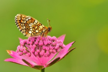 Melitaea aurelia 539