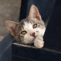 Happy bicolor kitten looking with prying eyes, Greece