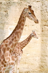 Closeup giraffe (Giraffa camelopardalis) in front of a rock wall seen from profile