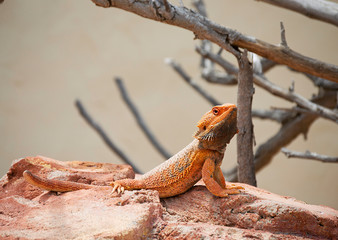 Lizards. Reptiles in the wild