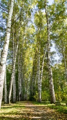 Bottom view from path on crowns of birch trees in autumn forest, Tomsk, Siberia.