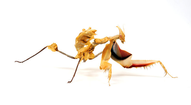 Teufelsblume / Nymphe (Idolomantis diabolica) - devil's flower mantis