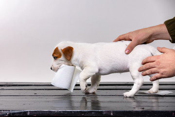 cute jack russel puppy playing with toilet paper while man's hands pet a puppy