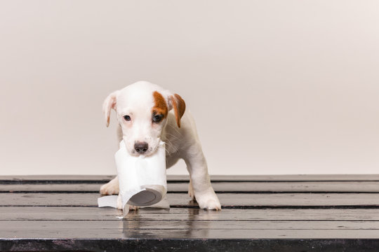 Cute Jack Russel Puppy Playing With Toilet Paper