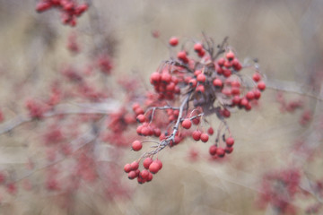 Red fruits on the tree