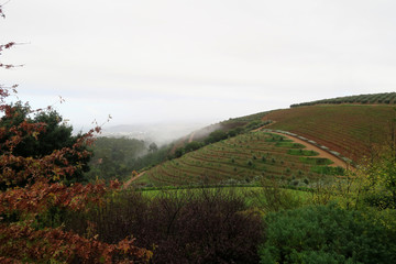 Weinberge in Südafrika