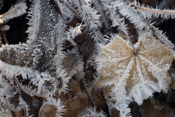 fallen leaves covered with hoarfrost