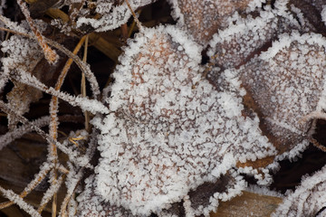 fallen leaves covered with hoarfrost