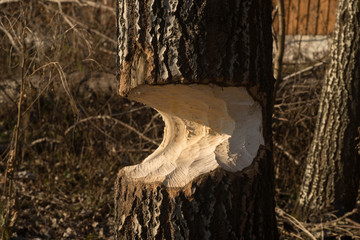tree trunk with marks of beaver teeth