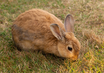 Side shot of a golden brown rabbit searching for food on a grassy field in early morning.