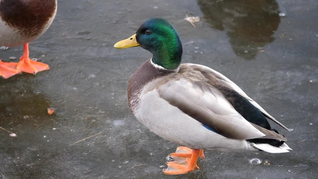 A closeup of a beautiful and colorful male mallard duck as he walks or skates across the ice on a frozen pond and then stops and looks up before being startled in rural Wisconsin with audio.