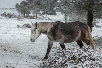 galician wild horse during snowfall