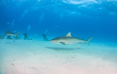 Fototapeta premium Tiger shark at Tigerbeach, Bahamas