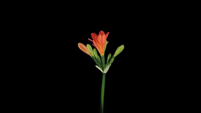 Time-lapse of growing clivia Miniata flower 6a5 in RGB+ALPHA matte format isolated on black background