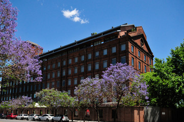 jacarndas in Puerto Madero
