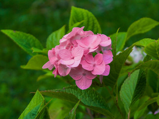 Pink Flower in the Garden