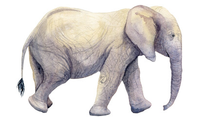 Watercolor illustration of an isolated standing elephant on a white background. Painting of an animal - African Elephant
