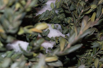 Leaves with the snow