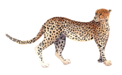 Watercolor illustration of an isolated standing cheetah on a white background. Painting of an animal - African Cheetah
