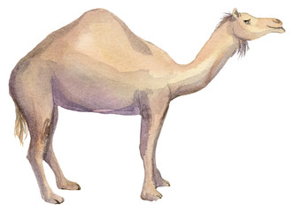 Watercolor illustration of an isolated camel on a white background. Painting of an African Camel or...