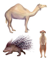 Watercolor illustration of isolated meerkat, camel and porcupine on white background. Painting of an African animals set - camel, suricate, porcupine.