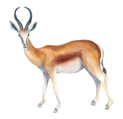 Watercolor illustration of an isolated standing antelope or gazelle on a white background. Painting of an animal - African antelope or gazelle - obrazy, fototapety, plakaty