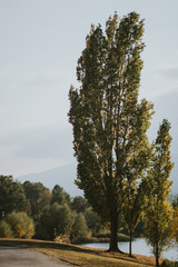 Obraz premium tree in autumn