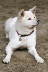 Closeup of a young purebred japanese akita inu dog
