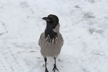 portrait of a serious crow